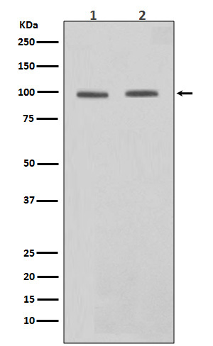 1 - STAT6 Antibody AP90221