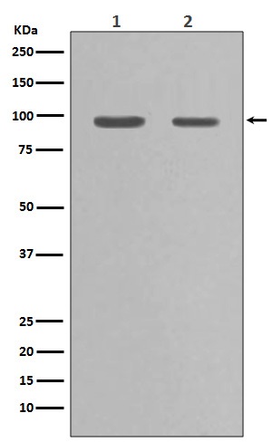 1 - Hsp90 alpha Antibody AP90231