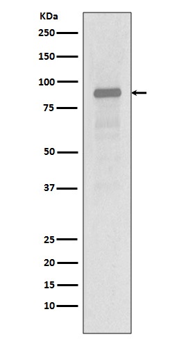 1 - Hsp90 alpha Antibody AP90232