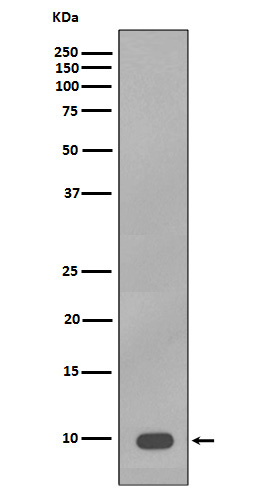 1 - S100B Antibody AP90251