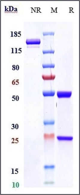 1 - Anti-TROP2 Reference Antibody (Datopotamab) APR10257
