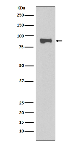 1 - STAT1 Antibody AP90274