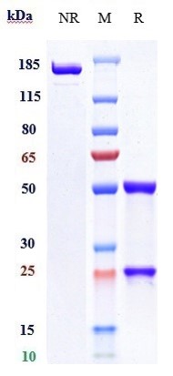 1 - Anti-TIM-3 / HAVCR2 / CD366 Reference Antibody (cobolimab) APR10303