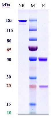 1 - Anti-TNFSF2 / TNFa Reference Antibody (adalimumab) APR10304