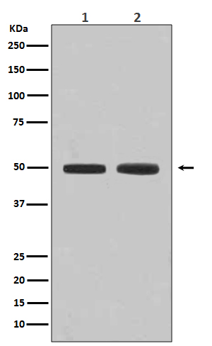 1 - Flotillin 1 Antibody  AP90303
