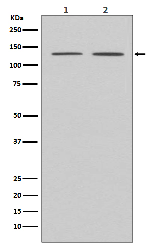 1 - APAF1 Antibody  AP90307
