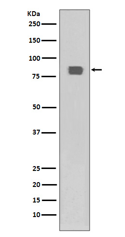 1 - Phospho-HSF1 (S326) Antibody AP90310