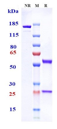 1 - Anti-Tenascin C Reference Antibody (tenatumomab) APR10322