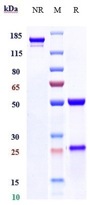 1 - Anti-Melanotransferrin / CD228 Reference Antibody (SC-005) APR10337