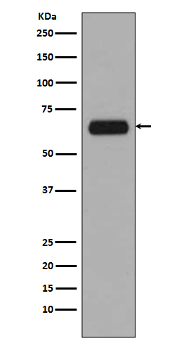 1 - TCF3 Antibody AP90340