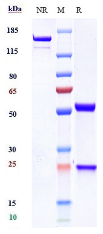 1 - Anti-TROP2 Reference Antibody (Sacituzumab govitecan) APR10342