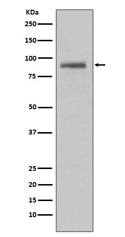 1 - Hsp90 alpha antibody AP90358