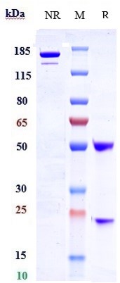 1 - Anti-LRRC15 / LIB Reference Antibody (samrotamab) APR10382
