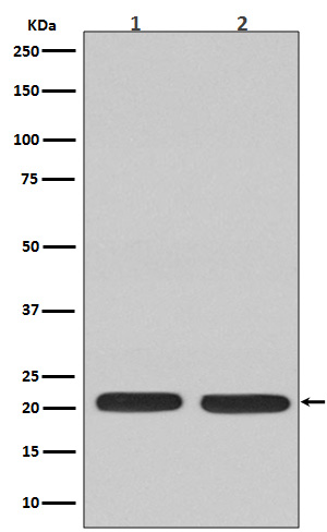 1 - Ras  Antibody  AP90445