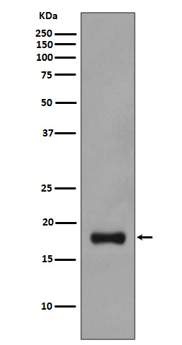1 - Stathmin 1 Antibody AP90464