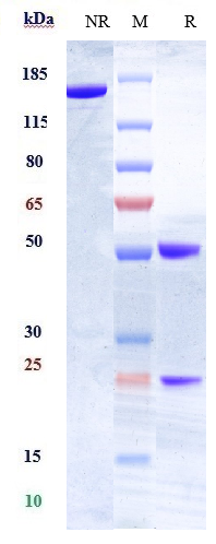 1 - Anti-HLA-DR Reference Antibody (IMMU-114) APR10534