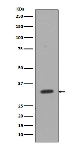 1 - CD8 Antibody AP90543