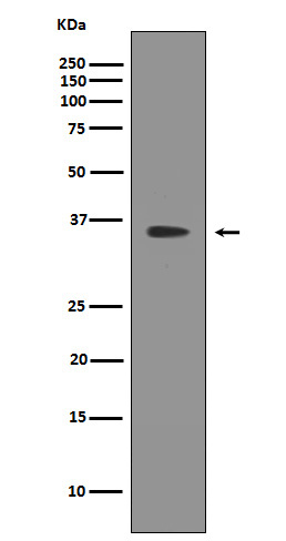 1 - SIRT2 Antibody  AP90548