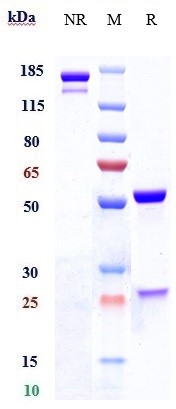 1 - Anti-NOTCH1 Reference Antibody (brontictuzumab) APR10568