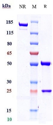 1 - Anti-TEM1 / Endosialin / CD248 Reference Antibody (ontuxizumab) APR10573