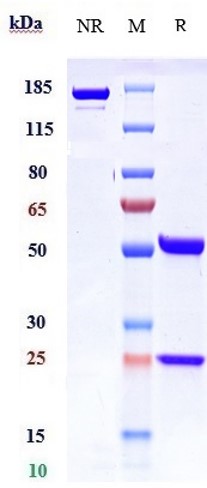 1 - Anti-Integrin a4b7 (ITGA4 & ITGB7) Reference Antibody (vedolizumab) APR10576