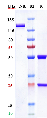 1 - Anti-TROP2 Reference Antibody (datopotamab deruxtecan) APR10586