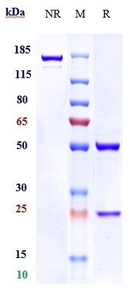 1 - Anti-RG1 Reference Antibody (19G9) APR10657