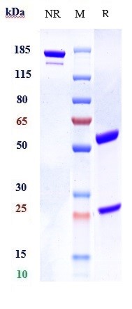 1 - Anti-ILDR2 Reference Antibody (bapotulimab) APR10661