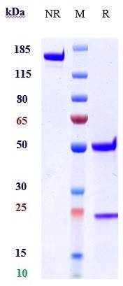 1 - Anti-IL-1RL1 / ST2 / IL-33R Reference Antibody (astegolimab) APR10667
