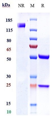 1 - Anti-Ly6E Reference Antibody (RG7841) APR10683