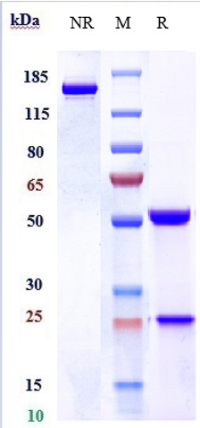 1 - Anti-KIR3DL2 / CD158k Reference Antibody (lacutamab) APR10685
