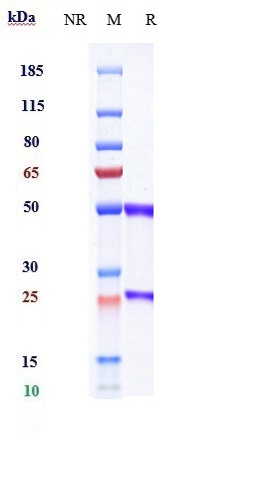 1 - Anti-GREM1 / Gremlin Reference Antibody (Ginisortamab) APR10694