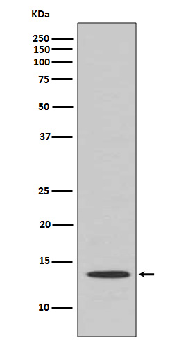 1 - Cytochrome C Antibody AP90735