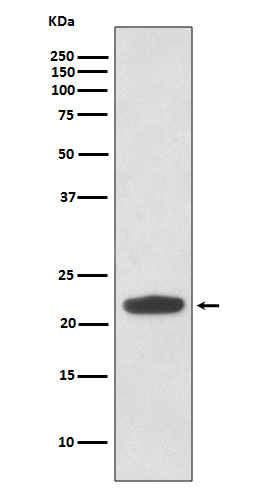 1 - Rho Antibody AP90737