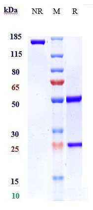1 - Anti-VEGFB Reference Antibody (CSL346) APR10748