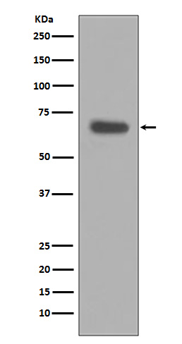 1 - pro Caspase 10 Antibody AP90748