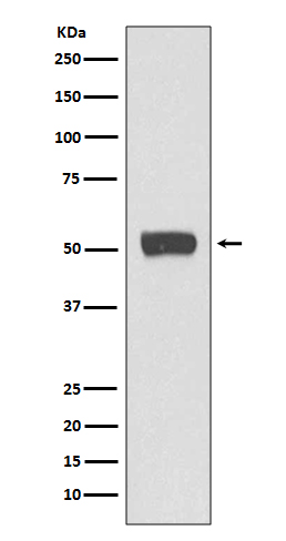 1 - ATG5 Antibody AP90767