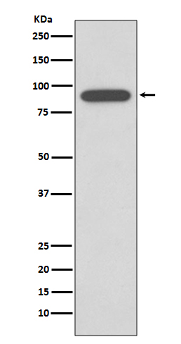 1 - Calnexin Antibody AP90839