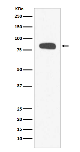 1 - Stromal interaction molecule 1 Antibody AP90887