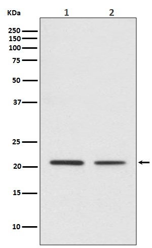 1 - CDC42 Antibody AP90950