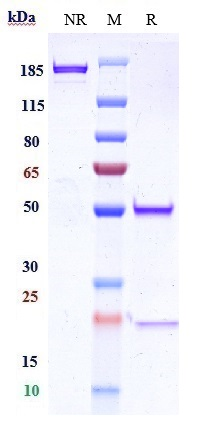 1 - Anti-Integrin a5b1 (ITGA5 & ITGB1) Reference Antibody (BMS patent anti-Integrin α5β1) APR10963