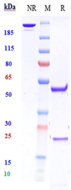1 - Anti-KID3 Reference Antibody (Macrogenics patent anti-KID3) APR10966