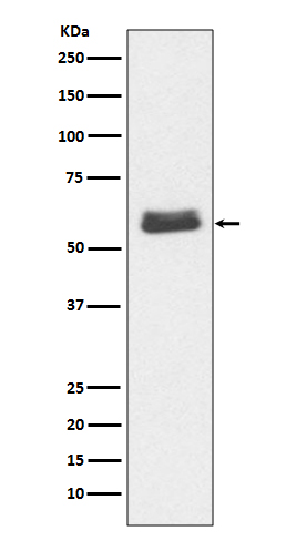 1 - Caspase-10 Antibody AP90974