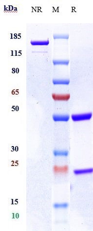 1 - Anti-MU5AC Reference Antibody (ensituximab-MMAE) APR10983