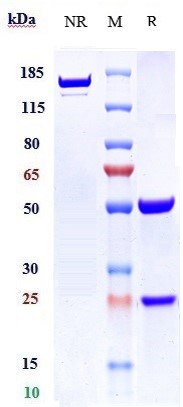 1 - Anti-MUC1 Reference Antibody (cantuzumab) APR10985