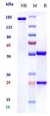 1 - Anti-MUC1 Reference Antibody (clivatuzumab-MMAE) APR10986