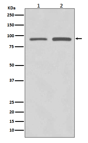 1 - SUZ12 Antibody AP90989