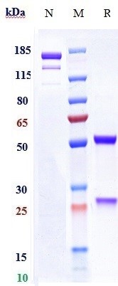 1 - Anti-Rabies virus GP Reference Antibody (rafivirumab) APR11020