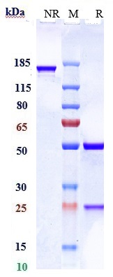 1 - Anti-RHD / CD240d Reference Antibody (LFB Anti-RhD) APR11022