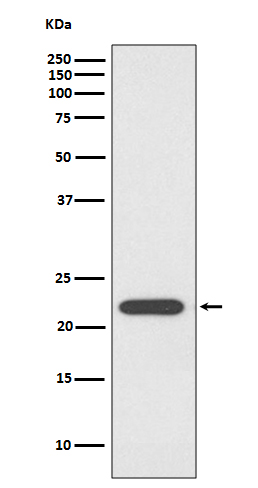 1 - PRDX1 Antibody  AP91034